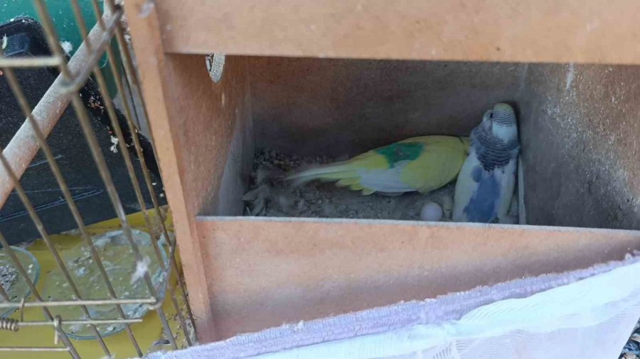 Yangında Ev Küle Döndü, Tek Teselli Kurtarılan Muhabbet Kuşları Oldu