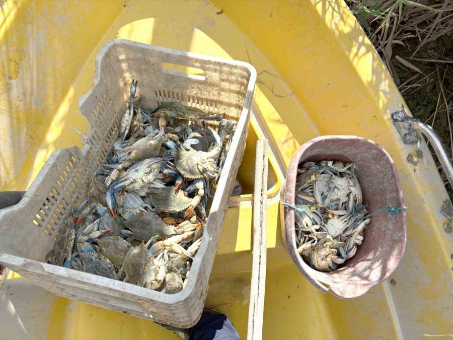 Göksu Deltası’nda Mavi Yengeç Avcıları Yakalandı