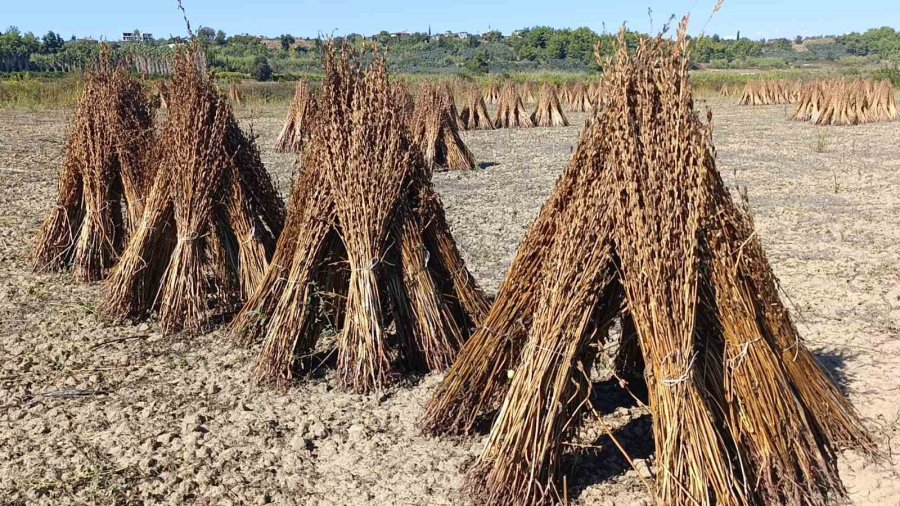 Coğrafi İşaret Tescilli Altın Susam’a Hırsız Dadandı