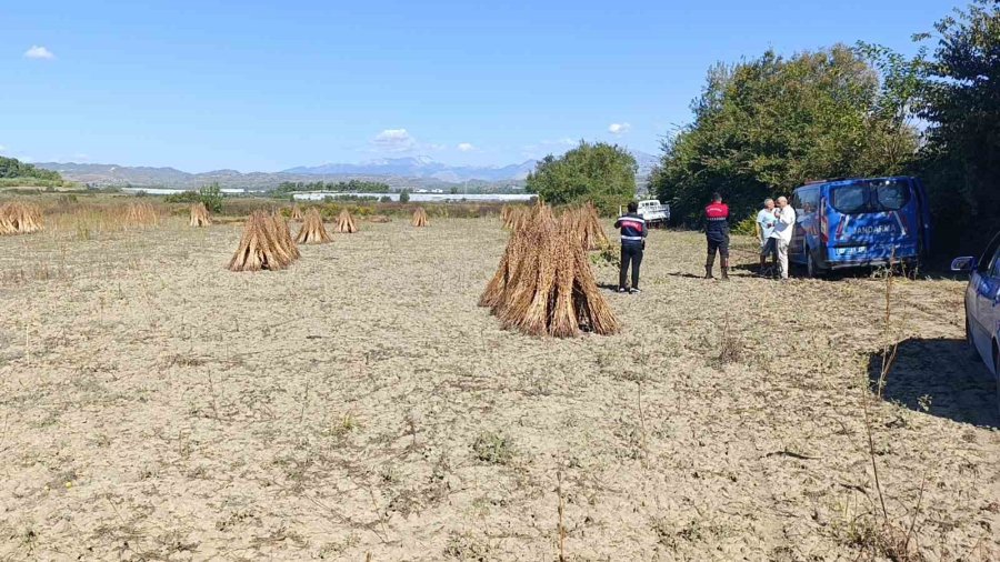 Coğrafi İşaret Tescilli Altın Susam’a Hırsız Dadandı