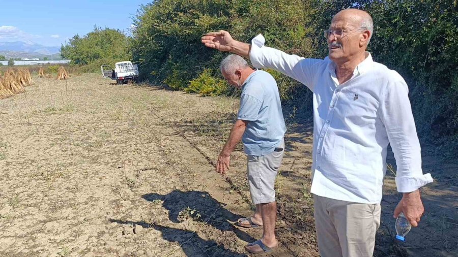 Coğrafi İşaret Tescilli Altın Susam’a Hırsız Dadandı