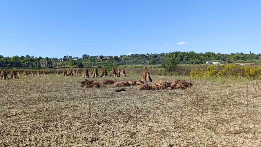 Coğrafi İşaret Tescilli Altın Susam’a Hırsız Dadandı
