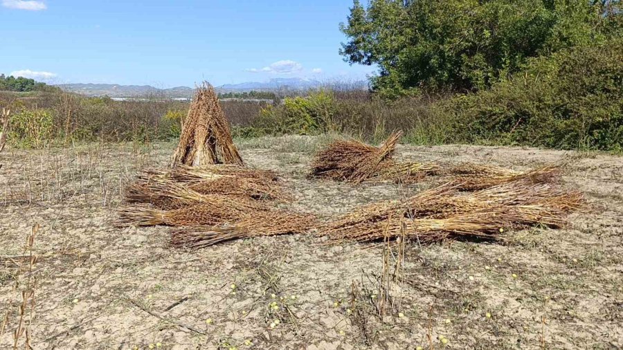 Coğrafi İşaret Tescilli Altın Susam’a Hırsız Dadandı