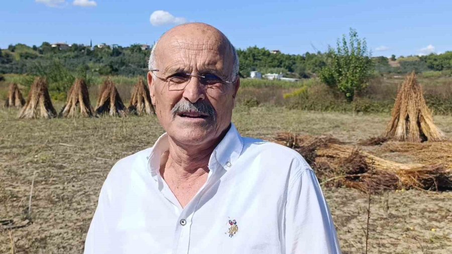 Coğrafi İşaret Tescilli Altın Susam’a Hırsız Dadandı