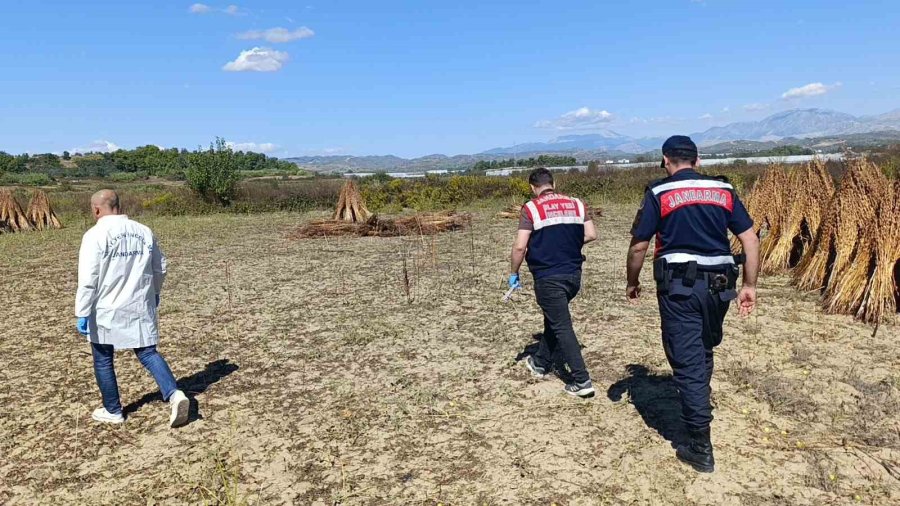 Coğrafi İşaret Tescilli Altın Susam’a Hırsız Dadandı