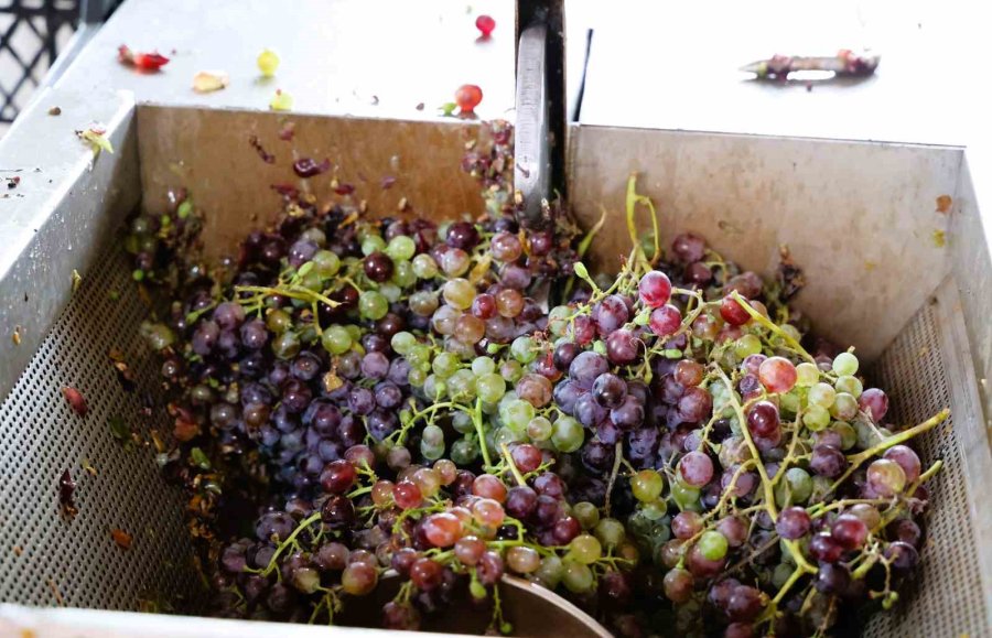 Büyükşehirden Üreticiye Üzüm Sıkma Makinesi Desteği