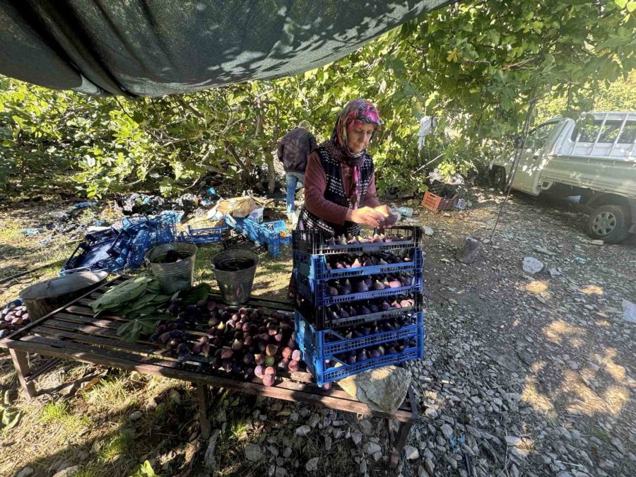 Antalya’da Siyah İncir Hasadında Sona Gelindi