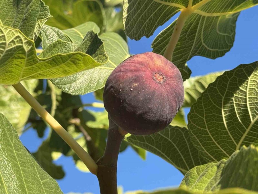 Antalya’da Siyah İncir Hasadında Sona Gelindi