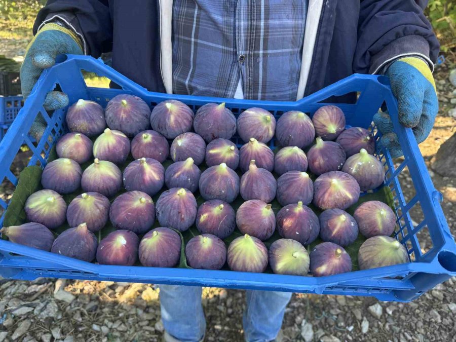 Antalya’da Siyah İncir Hasadında Sona Gelindi