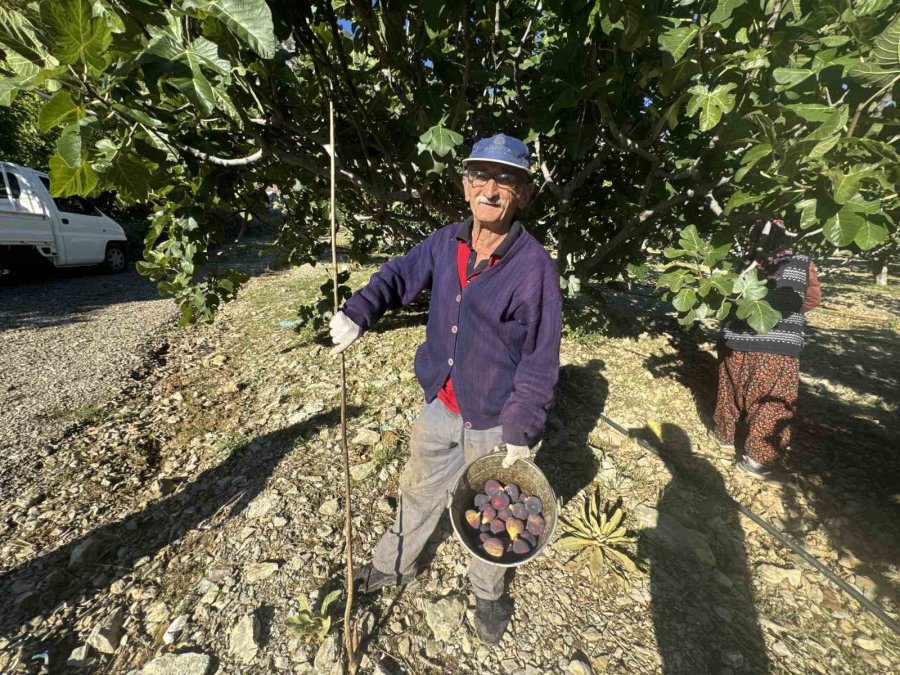 Antalya’da Siyah İncir Hasadında Sona Gelindi