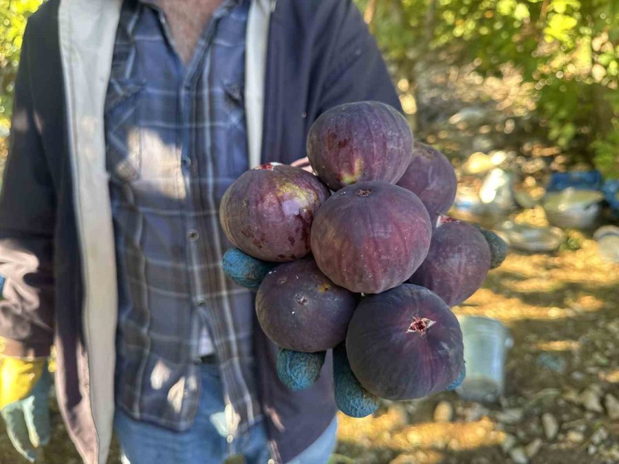 Antalya’da Siyah İncir Hasadında Sona Gelindi