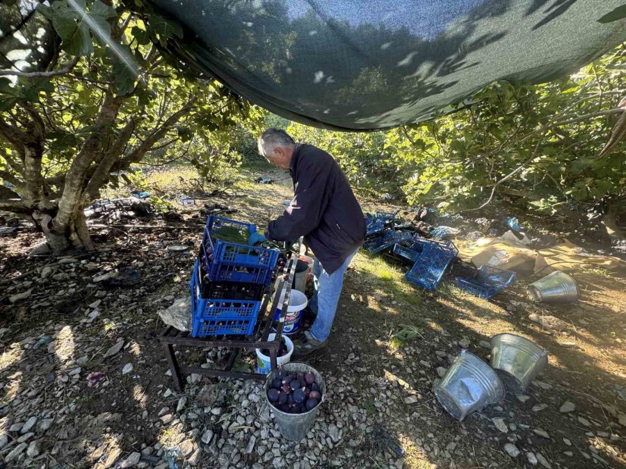 Antalya’da Siyah İncir Hasadında Sona Gelindi