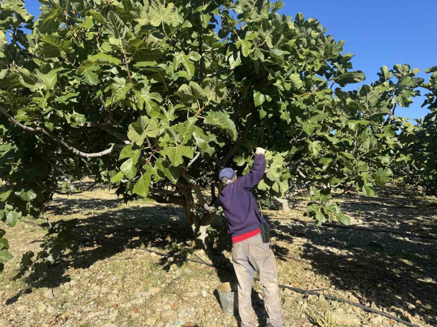 Antalya’da Siyah İncir Hasadında Sona Gelindi