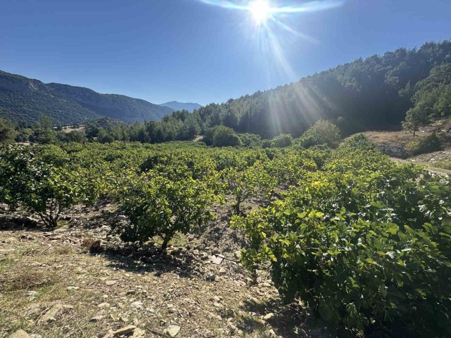 Antalya’da Siyah İncir Hasadında Sona Gelindi