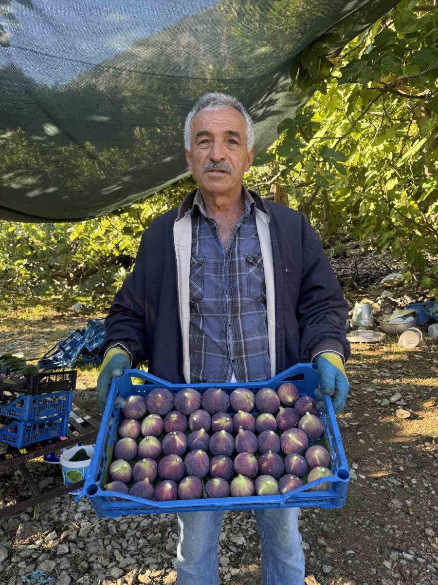 Antalya’da Siyah İncir Hasadında Sona Gelindi