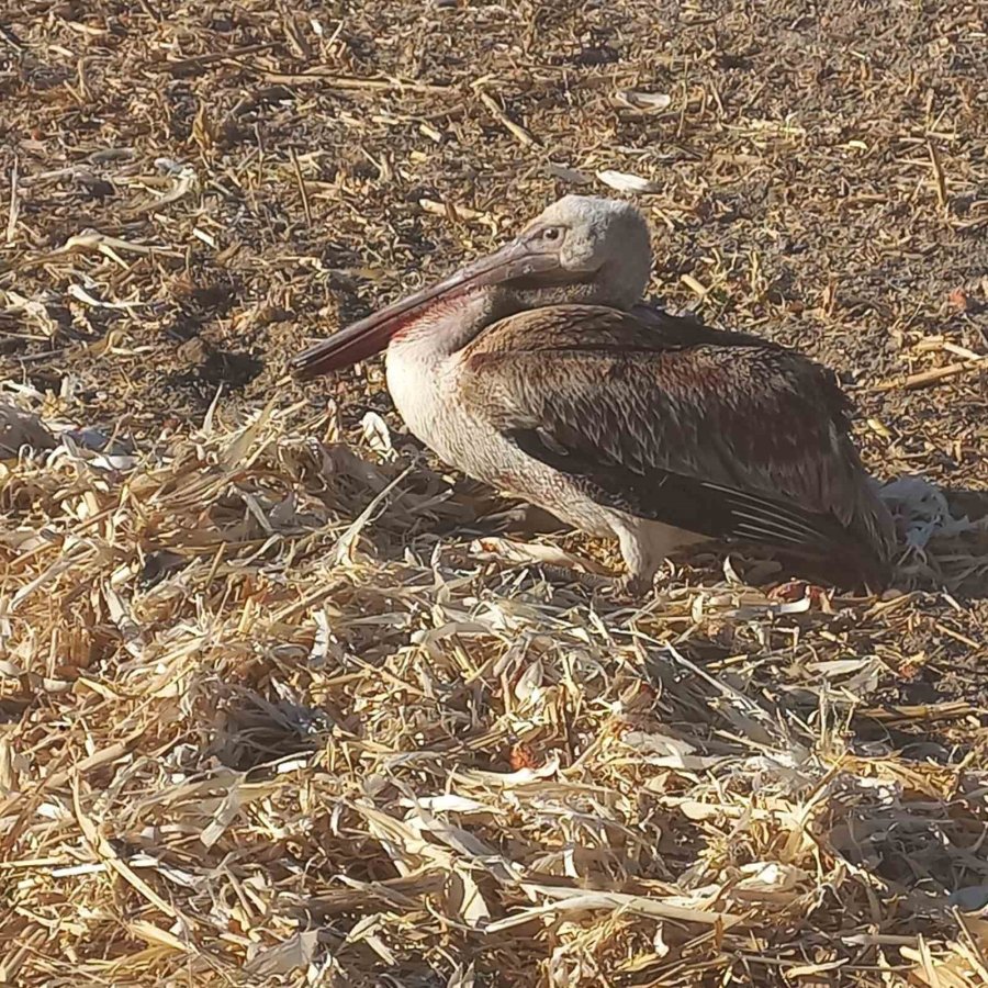 Yaralı Pelikana Vatandaşlardan Yardım Eli