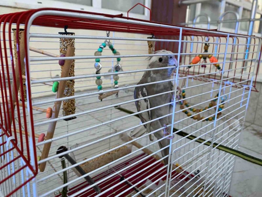 Antalya’da Yangın Çıkan Evdeki Muhabbet Kuşunu İtfaiye Kurtardı