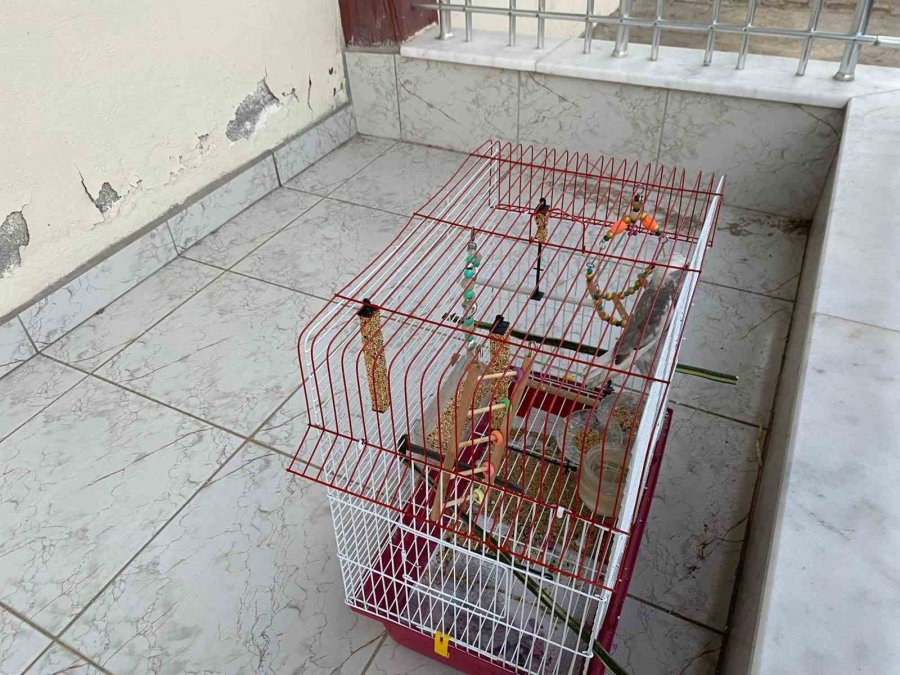 Antalya’da Yangın Çıkan Evdeki Muhabbet Kuşunu İtfaiye Kurtardı