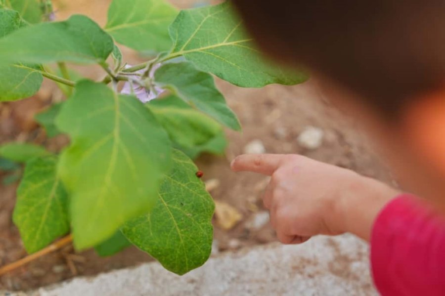 Doğa Çocuk Enstitüsü’nde Hem Öğreniyor Hem De Eğleniyorlar
