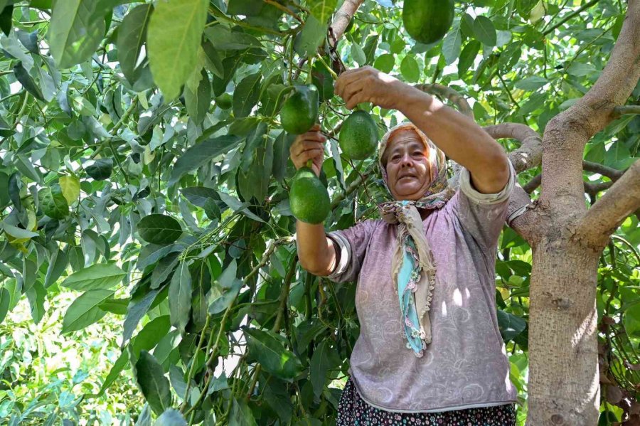 Mersin’de Çiftçiye Tropikal Meyve Desteği