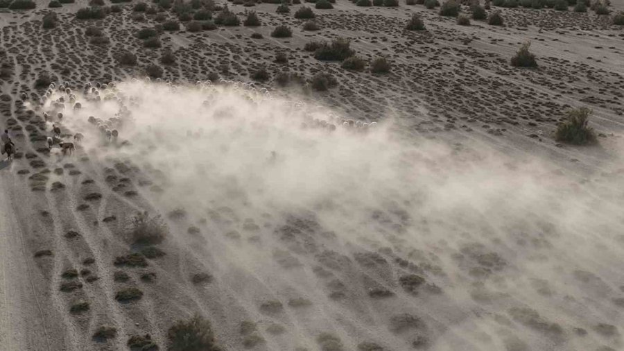 Arazide İlerleyen Koyun Ve Kuzuların Toz Bulutlarıyla Görüntüsü Görsel Şölen Sundu