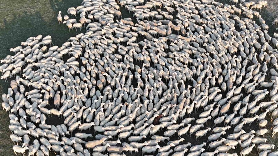 Arazide İlerleyen Koyun Ve Kuzuların Toz Bulutlarıyla Görüntüsü Görsel Şölen Sundu