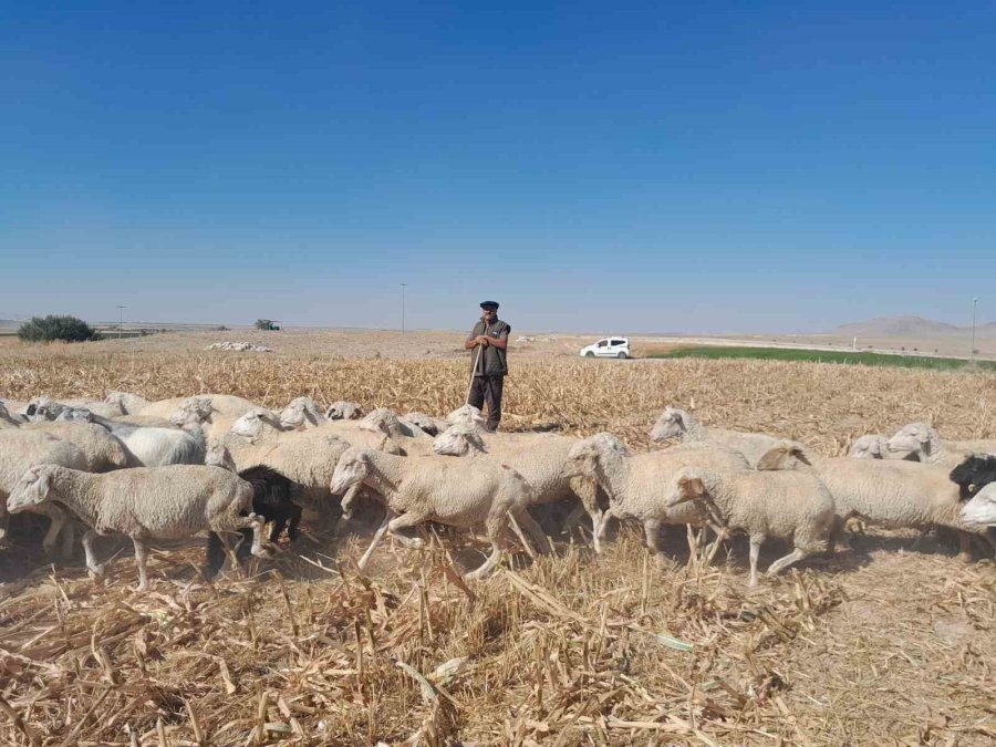 Arazide İlerleyen Koyun Ve Kuzuların Toz Bulutlarıyla Görüntüsü Görsel Şölen Sundu