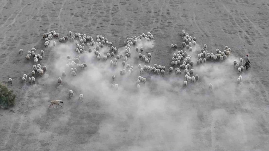 Arazide İlerleyen Koyun Ve Kuzuların Toz Bulutlarıyla Görüntüsü Görsel Şölen Sundu