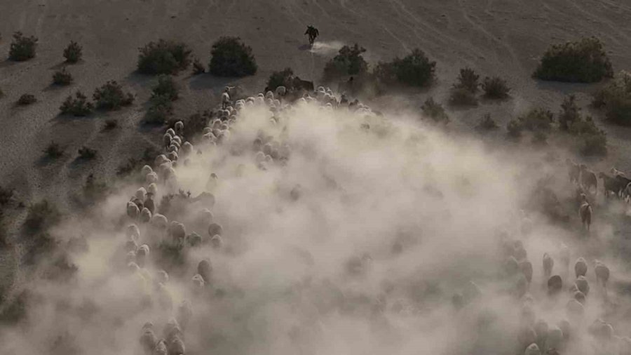 Arazide İlerleyen Koyun Ve Kuzuların Toz Bulutlarıyla Görüntüsü Görsel Şölen Sundu