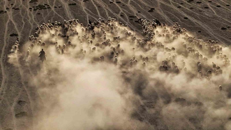 Arazide İlerleyen Koyun Ve Kuzuların Toz Bulutlarıyla Görüntüsü Görsel Şölen Sundu