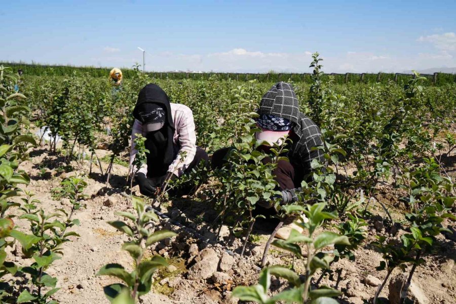 Niğde, Elma Fidanı Üretiminde Türkiye’nin Öncüleri Arasında