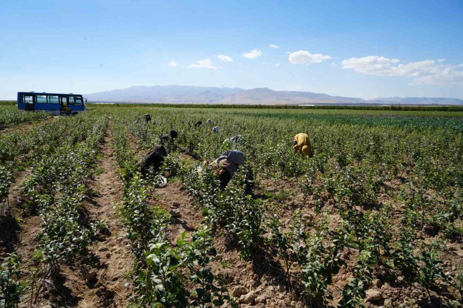 Niğde, Elma Fidanı Üretiminde Türkiye’nin Öncüleri Arasında