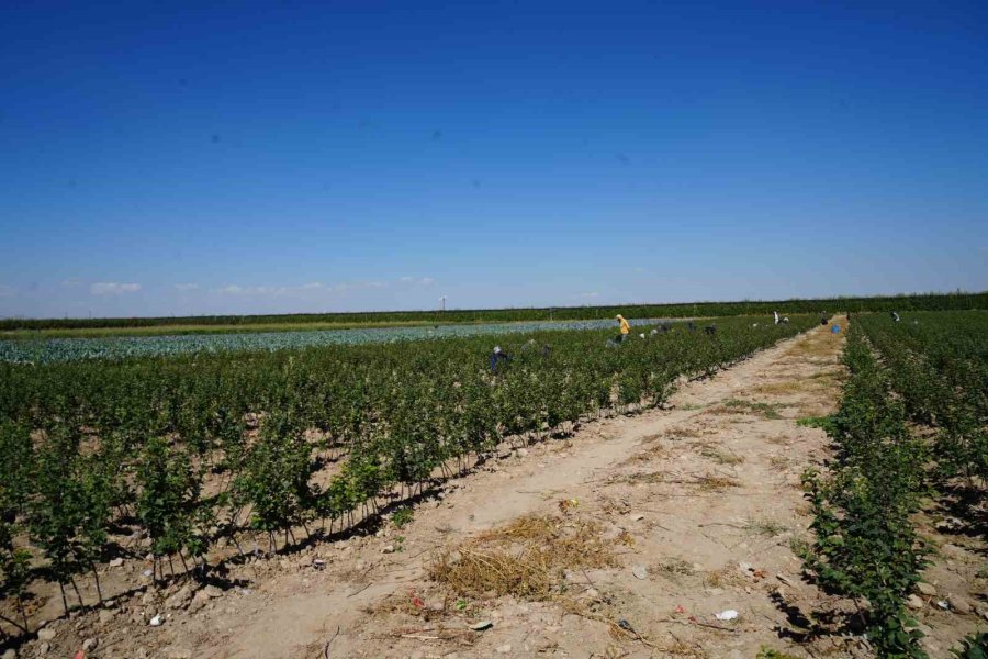 Niğde, Elma Fidanı Üretiminde Türkiye’nin Öncüleri Arasında