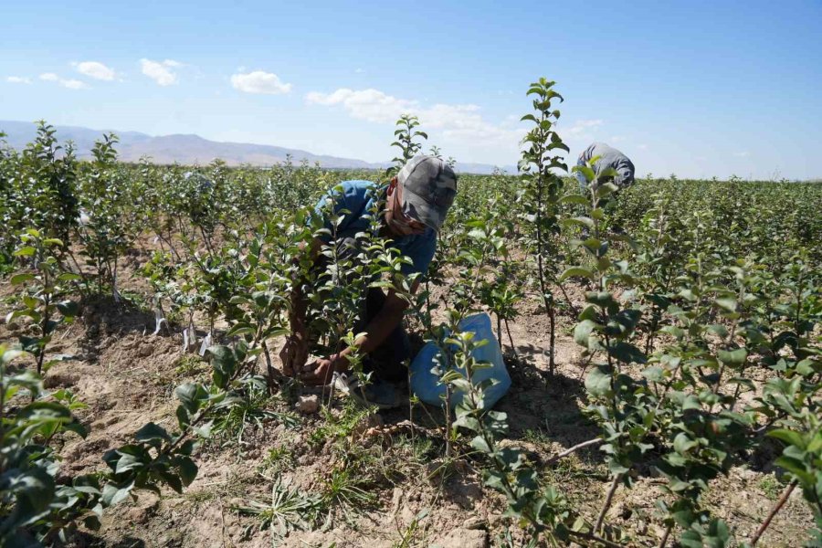 Niğde, Elma Fidanı Üretiminde Türkiye’nin Öncüleri Arasında