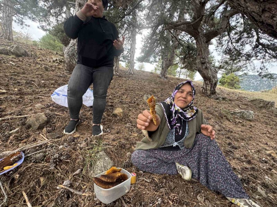 Kovanlarından Kaçan Firari Arıların İzini Sürüp Toroslardaki Doğal Kovanları Buluyorlar