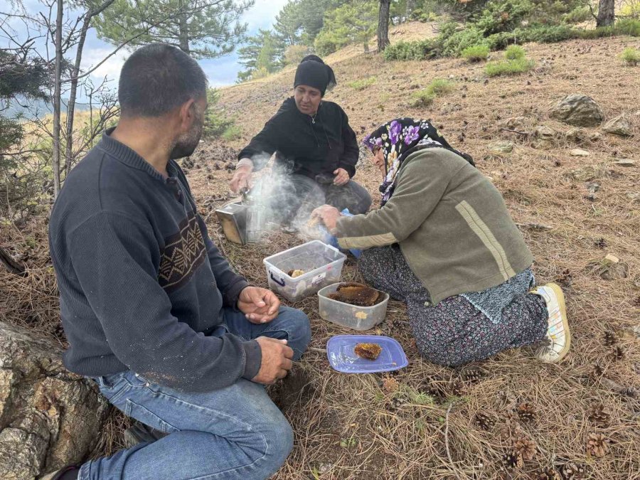 Kovanlarından Kaçan Firari Arıların İzini Sürüp Toroslardaki Doğal Kovanları Buluyorlar