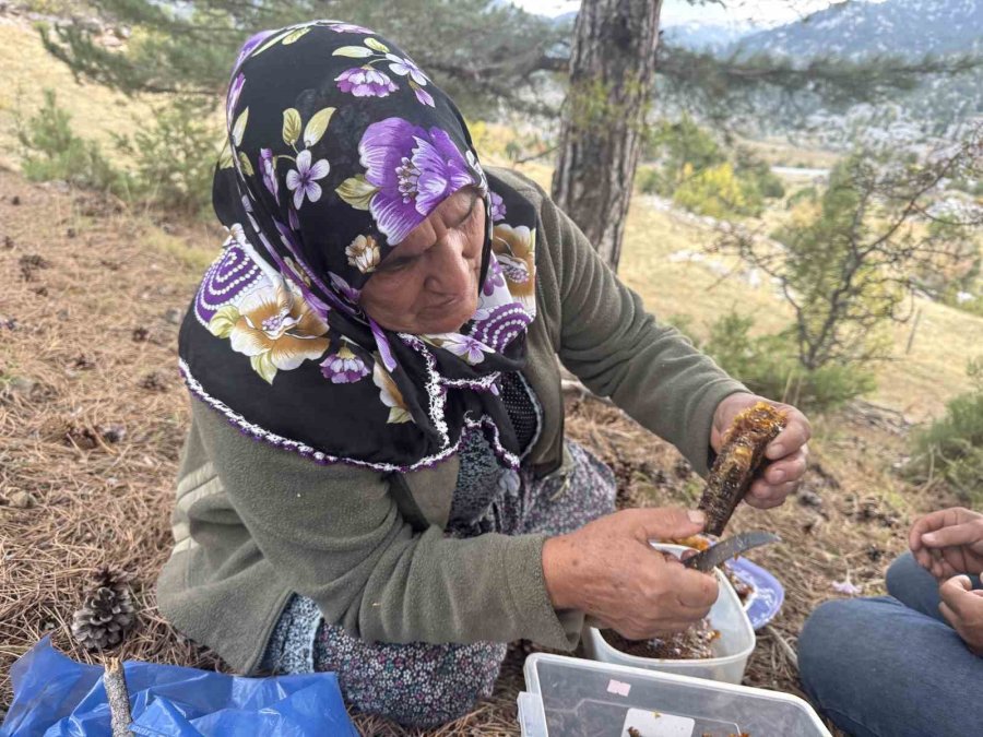 Kovanlarından Kaçan Firari Arıların İzini Sürüp Toroslardaki Doğal Kovanları Buluyorlar