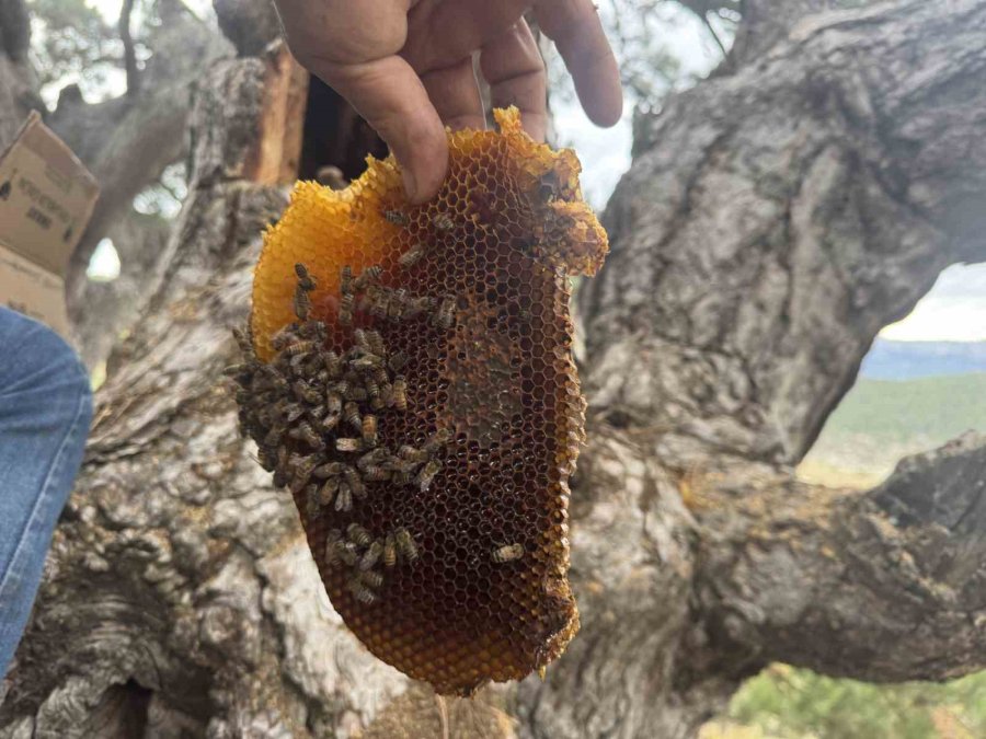Kovanlarından Kaçan Firari Arıların İzini Sürüp Toroslardaki Doğal Kovanları Buluyorlar