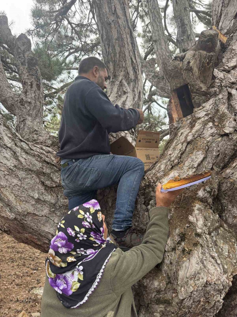 Kovanlarından Kaçan Firari Arıların İzini Sürüp Toroslardaki Doğal Kovanları Buluyorlar