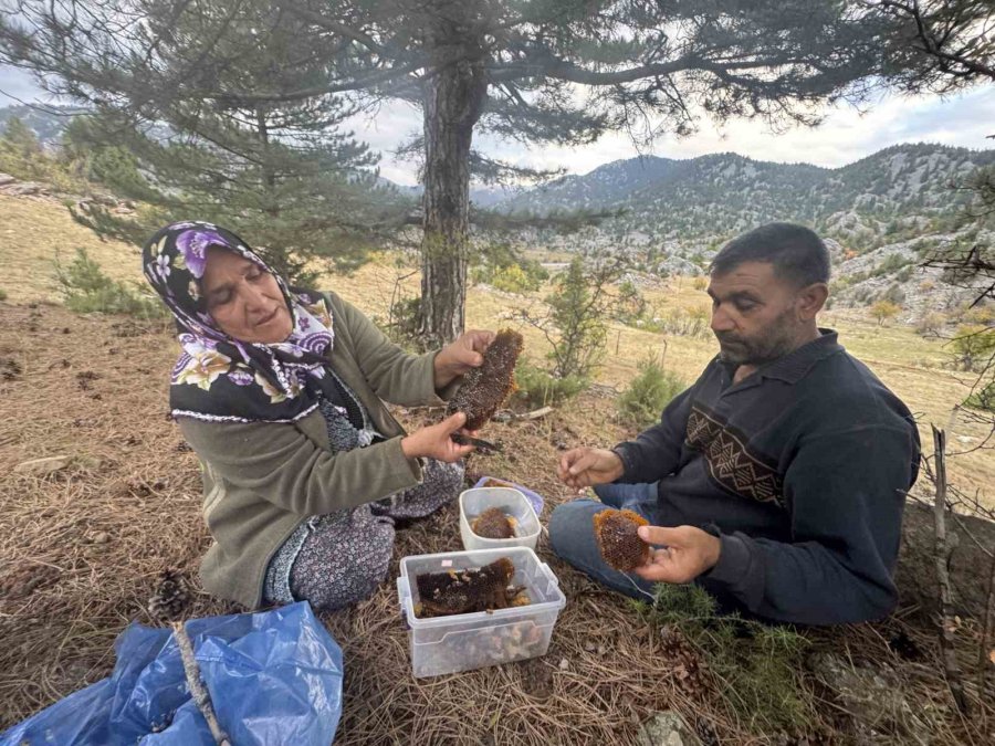 Kovanlarından Kaçan Firari Arıların İzini Sürüp Toroslardaki Doğal Kovanları Buluyorlar