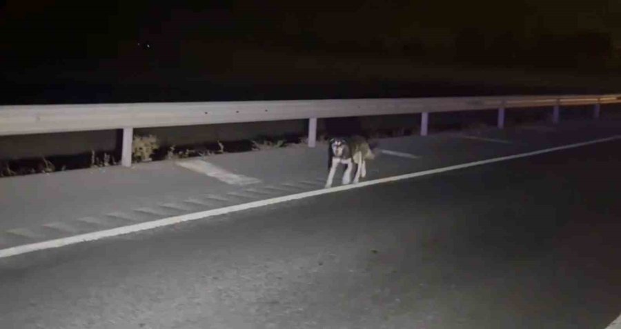 Köpeğe Çarpmamak İçin Sürücüsünün Manevra Yaptığı Pancar Yüklü Tır Refüje Devrildi