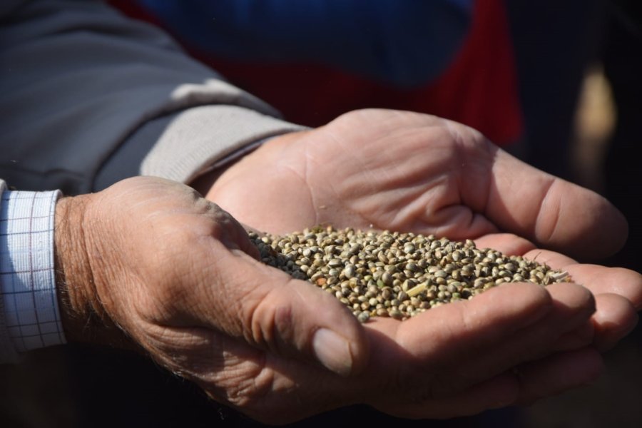 Konya Ovası’nda Kenevir Hasadı