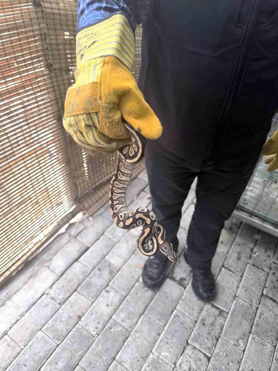 Cebinden Yavru Piton Yılanı Çıktı