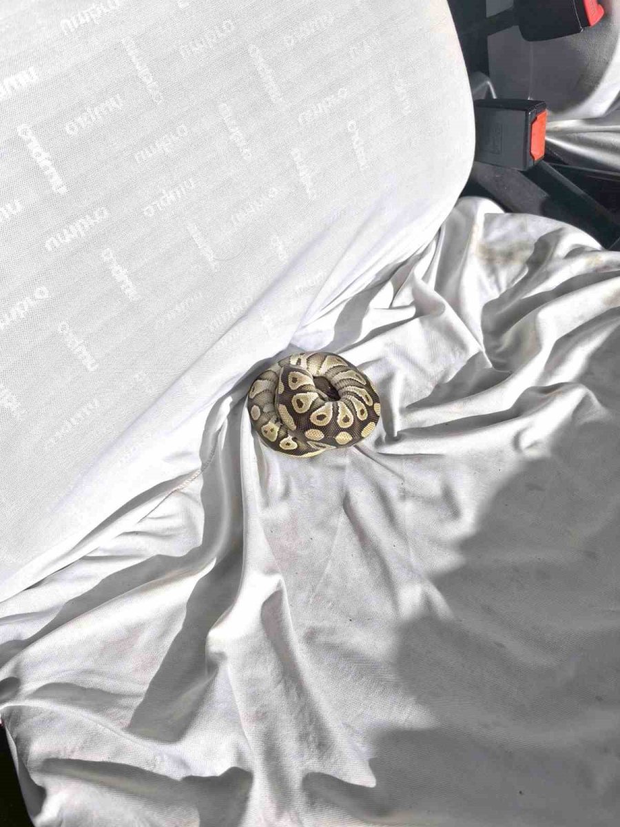 Cebinden Yavru Piton Yılanı Çıktı