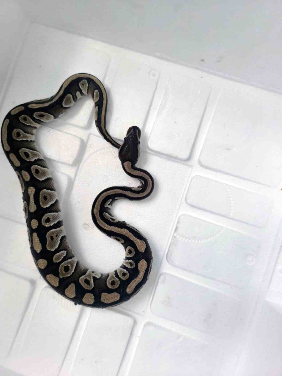 Cebinden Yavru Piton Yılanı Çıktı