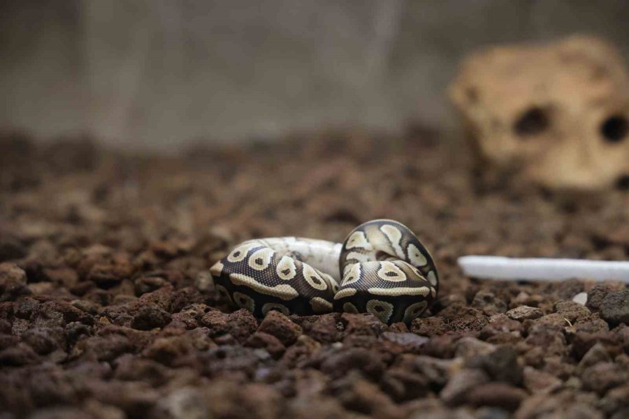 Konya’da Bir Şahsın Cebinden Çıkan Yavru Piton Yılanı Koruma Altına Alındı