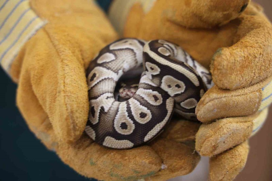 Konya’da Bir Şahsın Cebinden Çıkan Yavru Piton Yılanı Koruma Altına Alındı