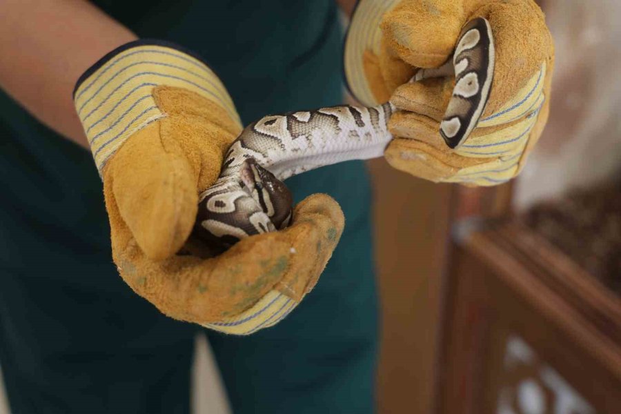 Konya’da Bir Şahsın Cebinden Çıkan Yavru Piton Yılanı Koruma Altına Alındı