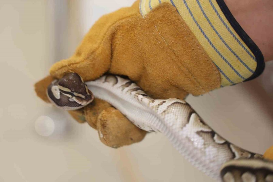Konya’da Bir Şahsın Cebinden Çıkan Yavru Piton Yılanı Koruma Altına Alındı