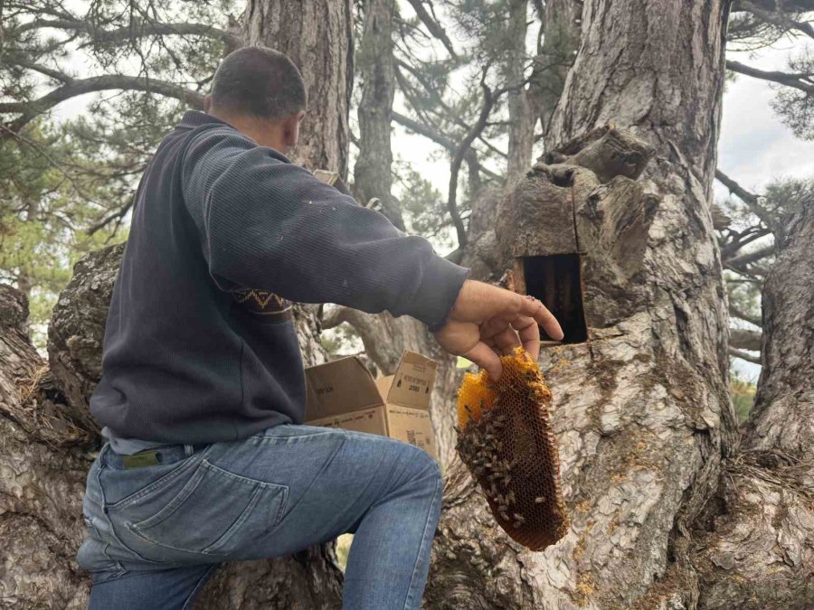Kovanlarından Kaçan Firari Arıların İzini Sürüp Toroslardaki Doğal Kovanları Buluyorlar